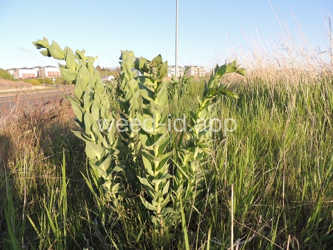 toadflax, Dalmatian